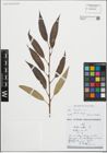 Foto von Salix fragilis L.